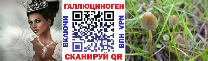 Псилоцибиновые грибы Psilocybine cubensis  Пикалёво 